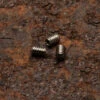 Daily Customs Headless Screws For 91.2 And 91.2+ Model Scales -Victorinox Sales DC912HLSCREW Daily Customs Headless Screws